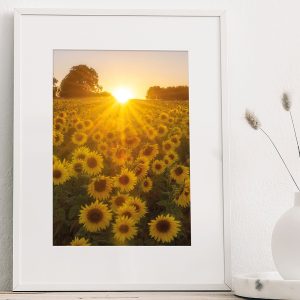 Sunflowers at Sunset