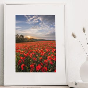 Dorset Poppies