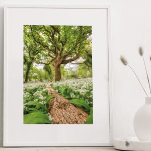 Dorset Wild Garlic Wood