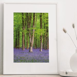 Bluebell Wood